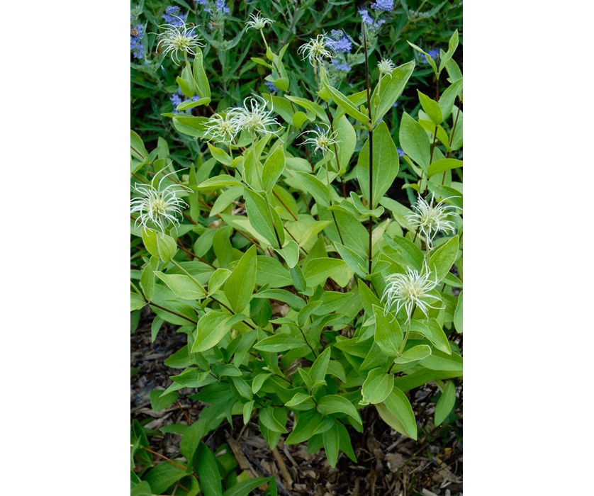 Mongolian Bells Clematis